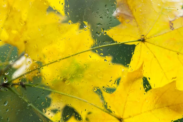 Autumn background - maple leaves outside window glass with rain drops, rainy day, season is fall