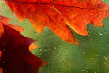 Sonbahar mevsimsel arka plan - portakal yaprakları yağmurlu sonbahar günlerinde yağmur damlalarından sırılsıklam olan cam yoluyla görülebilir