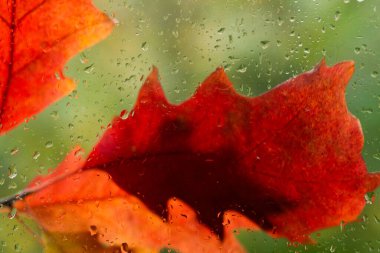 Sonbahar mevsimsel arka plan - portakal yaprakları yağmurlu sonbahar günlerinde yağmur damlalarından sırılsıklam olan cam yoluyla görülebilir