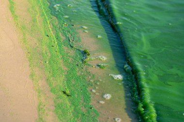 Freshwater systems affected by cyanobacteria blooms reveal the growing ecological impacts of pollution. clipart