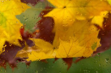 Sonbahar yaprakları yağmurlu pencerenin üzerinde. Turuncu akçaağaç yaprakları ve yağmur damlaları desenli ıslak camlar. Sonbahar sezonu geçmişi. Sonbaharın sembolü