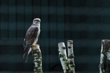 Bir şahin, yıpranmış bir ağaç kütüğüne nazikçe tünemiş, parlak tüylerini bulanık bir arka plana karşı sergiliyor. Sahne kuşun dikkatli duruşunu ve keskin bakışlarını yakalar..