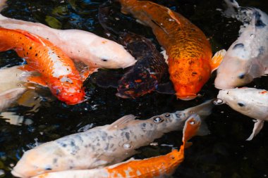 Parlak koi balıkları yemyeşil ve sakin yansımalarla çevrili sakin bir gölette zarifçe yüzerler..