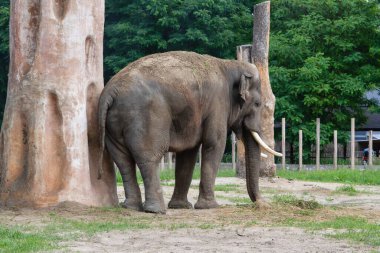 Büyük bir fil hayvanat bahçesi habitatında otla otlar ve arka planda gölgelik alan uzun ağaçlarla beslenir. Çevre doğal ve bakımlı görünüyor. Bu da hayvanın dingin varlığını gösteriyor..