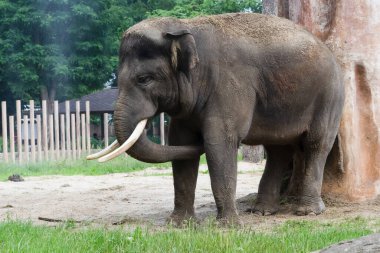 Bir fil sakince habitatında duruyor ve hortumuyla çevreyi keşfediyor. Bereketli yeşillik ve doğal elementler sakin bir atmosfer yaratır..