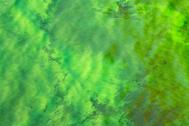 Su sistemlerinde siyanobakterilerin çevresel etkisi, koruma çabalarına duyulan ihtiyacı vurgular..