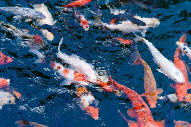 Japon tarzı bir gölde, yapraklı ağaçların ve bitkilerin altında yüzen koi balıkları gibi huzurlu bir an..