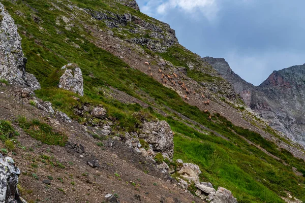 Troupeau Chamois Sur Pente Abrupte Montagne Recouverte Herbe Débris Quelques — Photo