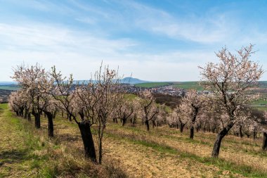 Hutsopece kasabasının yukarısında, arka planda Palava dağları bulunan Badem Ağacı Bahçesi