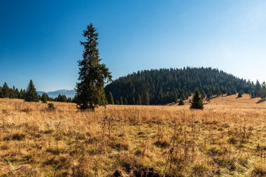 Stredna polana çayırı Sonbaharda Slovakya 'daki Velky Choc tepesini haykırıyor