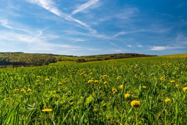 Velky Lopenik Tepesi 'ni haykıran karahindiba ve Çek Cumhuriyeti' ndeki Bile Karpaty Dağları 'nın arka planındaki ormanlı tepeler