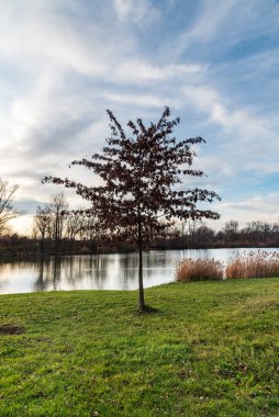 Late autumn scenery with meadow, isollated young tree, redds and pond - Park Bozeny Nemcove in Karvina city in Czech republic