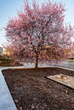 Blossoming sakuta tree on Univerzitni namesti square in Karvina city in Czech republic during springtime evening with clear sky