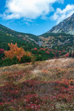 Autumn Rackova dolina valley in Western Tatras mountains in Slovakia with meadow, colorful trees, mountain pines and smaller waterfall