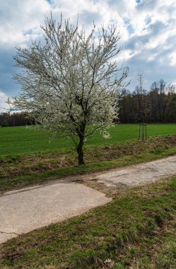 Springtime scenery with blossoming plum tree near dirt road with field and forest on the background bellow Metylovicka hurka hill near Baska village in Czech republic