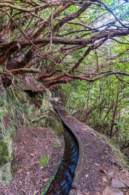 Madeira adasında Levada dos Cedros