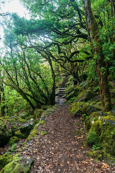 Sentier Randonnée Dans Forêt Laurisilva Madère Verada Fanal Près Célèbre — Photo