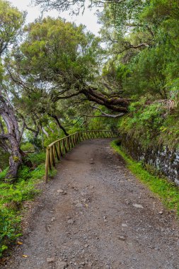 Levada Madeira 'da Rabacal yakınlarında Risco yürüyüş parkuru yapıyor.