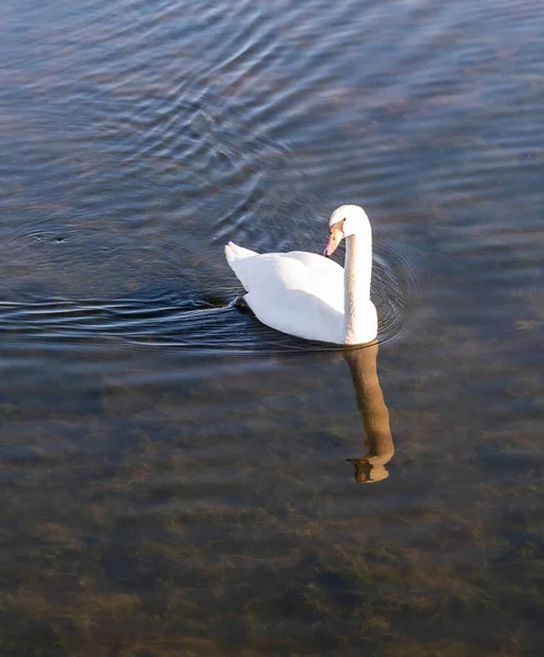 Whooper Swan Neck Head Mirroirn Watergound — Stock Photo, Image