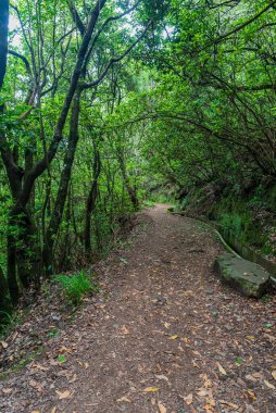 Madeira 'daki Portela dağ geçidi yakınlarındaki ormanda Levada ile yol.