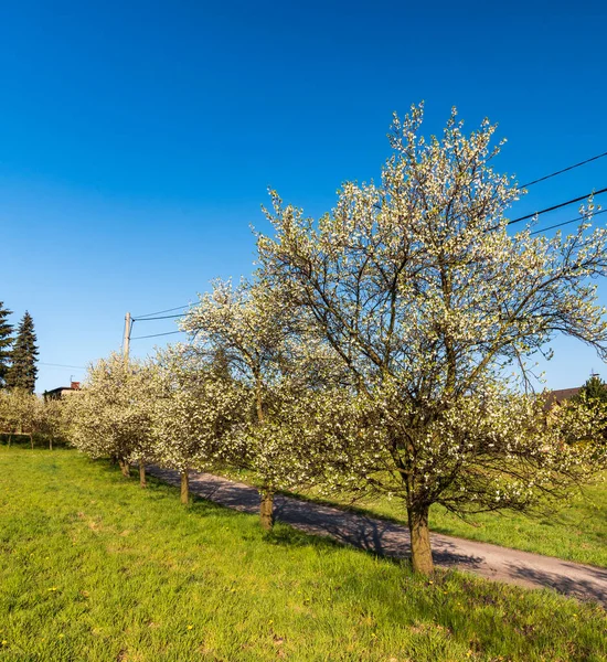 Schöne Frühlingslandschaft Mit Blühenden Apfelbäumen Allee Schmale Straße Mit Wiese — Stockfoto
