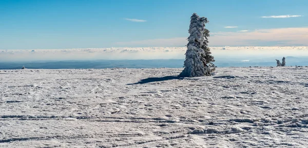 チェコ共和国の冬のイェセニーキ山脈のヴィソカの丘の上に雲と孤立した木と青い空で覆われた牧草地 — ストック写真
