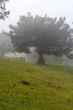 Madeira Fanal 'daki Laurel Ormanı ağaçlarıyla çayırda puslu bir sabah.
