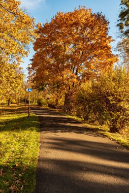 Renkli ağaçlar ve asfalt patikalı sonbahar parkı - Çek Cumhuriyeti 'nin Karvina kentindeki Lazensky Parkı
