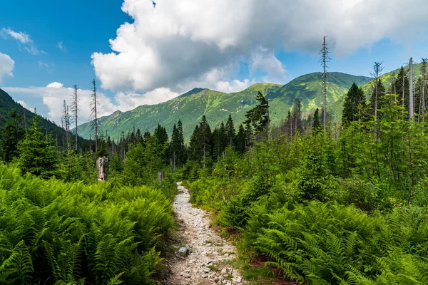 Koprova dolina vadisi yaz boyunca Slovakya 'daki batı Tatras dağlarının tepeleriyle