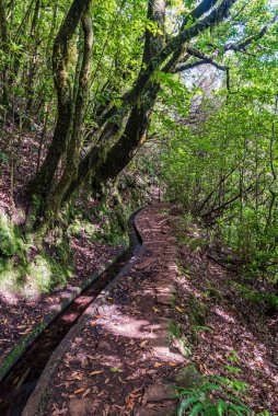 Levada dos Cedros hiking trail bellow Fanal in Madeira