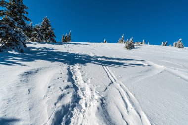 Karlı kış manzarası, daha küçük ağaçlar ve temiz gökyüzü Czech 'teki Kralicky Sneznik Tepesi zirvesi - Polonya sınırları