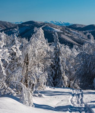 Beskid dağlarının yakınındaki tepeler ve Kykula tepesinden arka plandaki Tatra dağları Polonya 'daki Kysucke Beskydy dağları - Slovakya sınırları