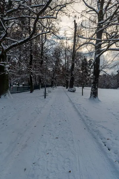 Χιόνι Καλύπτονται Μονοπάτι Δέντρα Γύρω Από Χειμώνα Δημόσιο Πάρκο Πάρκο Εικόνα Αρχείου