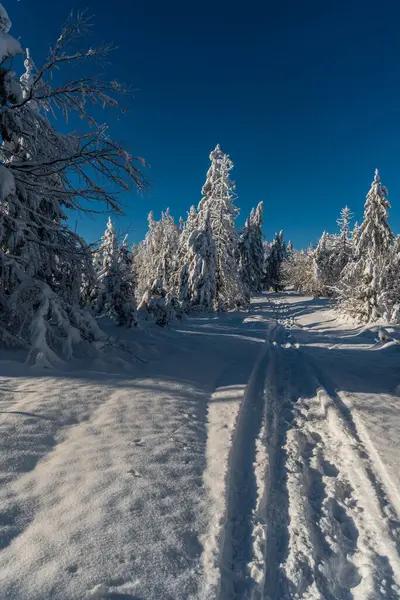 Winterlandschaft Mit Schneebedecktem Wanderweg Gefrorenen Bäumen Und Klarem Himmel Über Stockbild