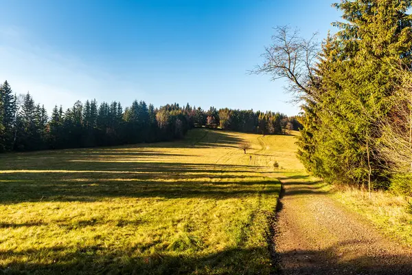 Spätherbstwiese Mit Einsamen Bäumen Umgebendem Wald Und Klarem Himmel Über Stockfoto