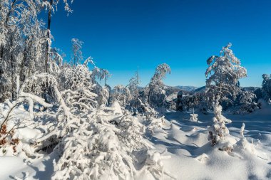 Winter mountain scenery with snow covered trees, hills and clear skybetween Kykula and Velka Raca hills in Kysucke Beskydy mountains on polish - slovakian borders clipart
