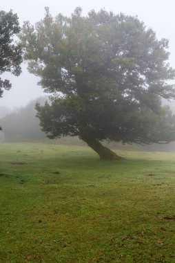 Sisli bir sabahta Madeira 'daki Fanal' da gizemli Laurel ormanı