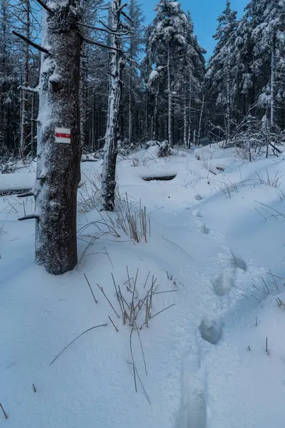 stock image Red colored trail mark on tree bellow Smrk hill summit in winter Moravskoslezske Beskydy mountains in Czech republic