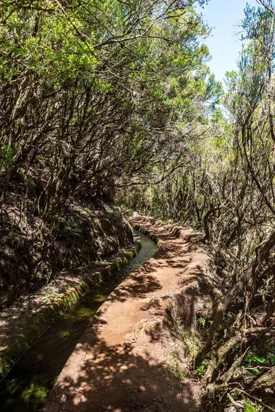 stock image Levada do Alecrim hiking trail and levada with shrubs around in Madeira during beautiful day