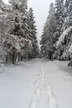 Çek Cumhuriyeti 'nin Moravskosske Beskydy dağlarındaki Krasna köyünün yukarısındaki Kycera tepesindeki kış ormanlarında kar yağış izlerini kapadı.