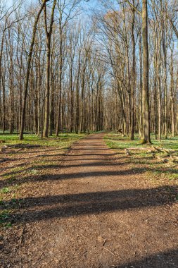 Polanka Nad Odrou yakınlarında, Çekoslovakya 'da CHKO Poodri' de patika ve açık gökyüzü olan ilkbahar ormanı.