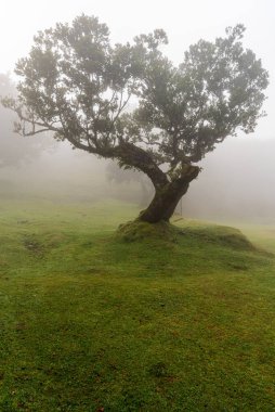 Madeira 'daki ünlü Fanal Ormanı' nda puslu bahar sabahı