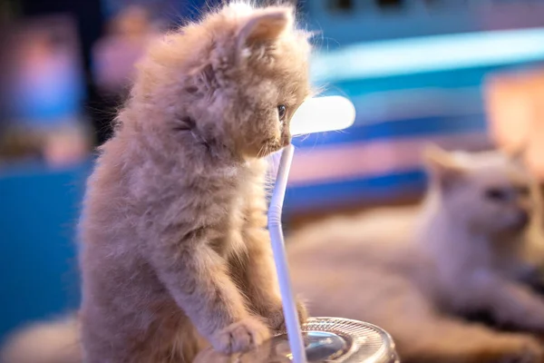 Cute fluffy cat playing with a lamp. Selective focus.