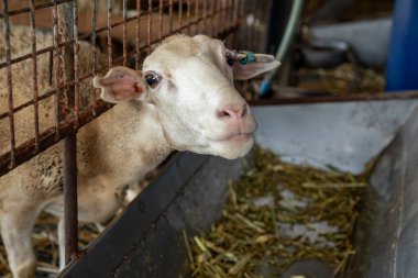 goat and sheep farm for food at  Tarlac , Philippines clipart