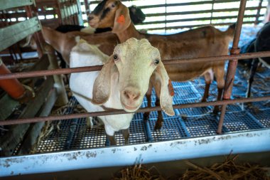 goat and sheep farm for food at  Tarlac , Philippines clipart