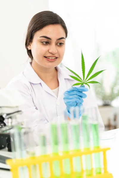 Cientista Feminina Examinando Planta Folha Cannabis Orgânica Para Medicina Herbácea — Fotografia de Stock