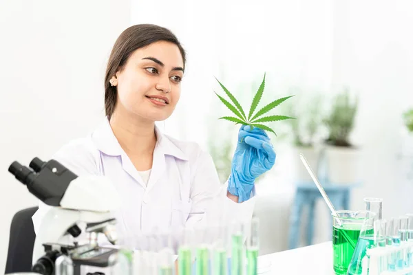 Cientista Feminina Examinando Planta Folha Cannabis Orgânica Para Medicina Herbácea — Fotografia de Stock