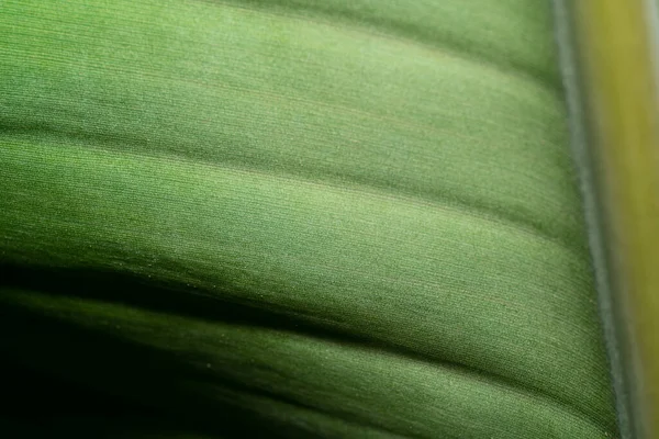 Banánové Listy Textura Pozadí Podsvícení Svěží Zelené Listy — Stock fotografie
