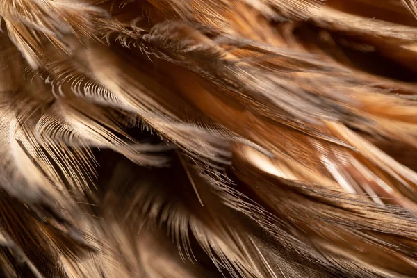 Die Hühnerfedern Werden Zur Reinigung Eine Holzfeder Gebunden Schöne Abstrakte — Stockfoto