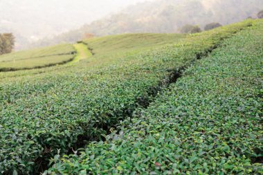 Green tea field landscape at Doi Mae Salong, Chiangrai Thailand. Green tea leaf extract Ready to harvest